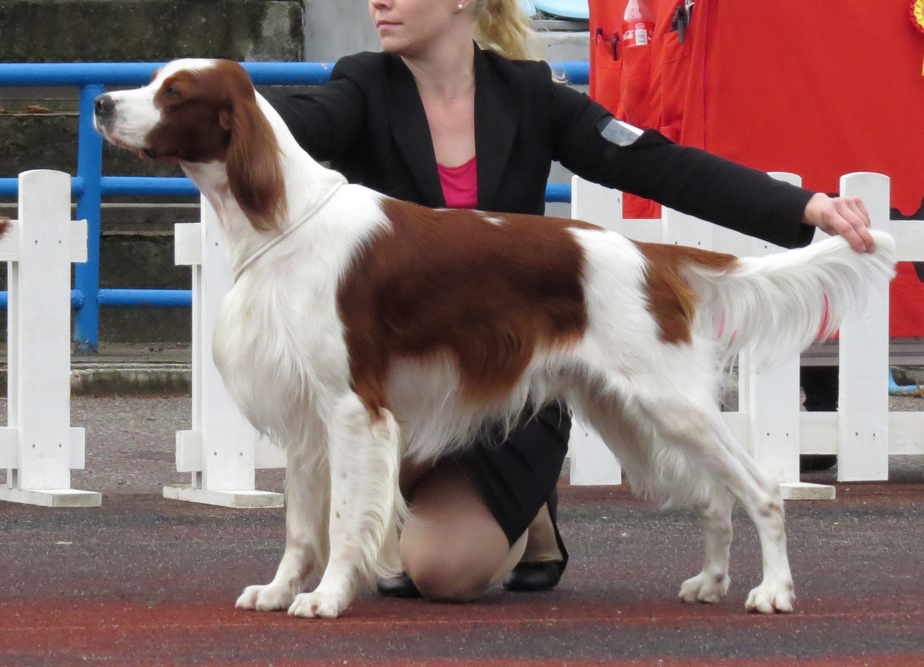 A real Irish Red and White Setter standing in profile