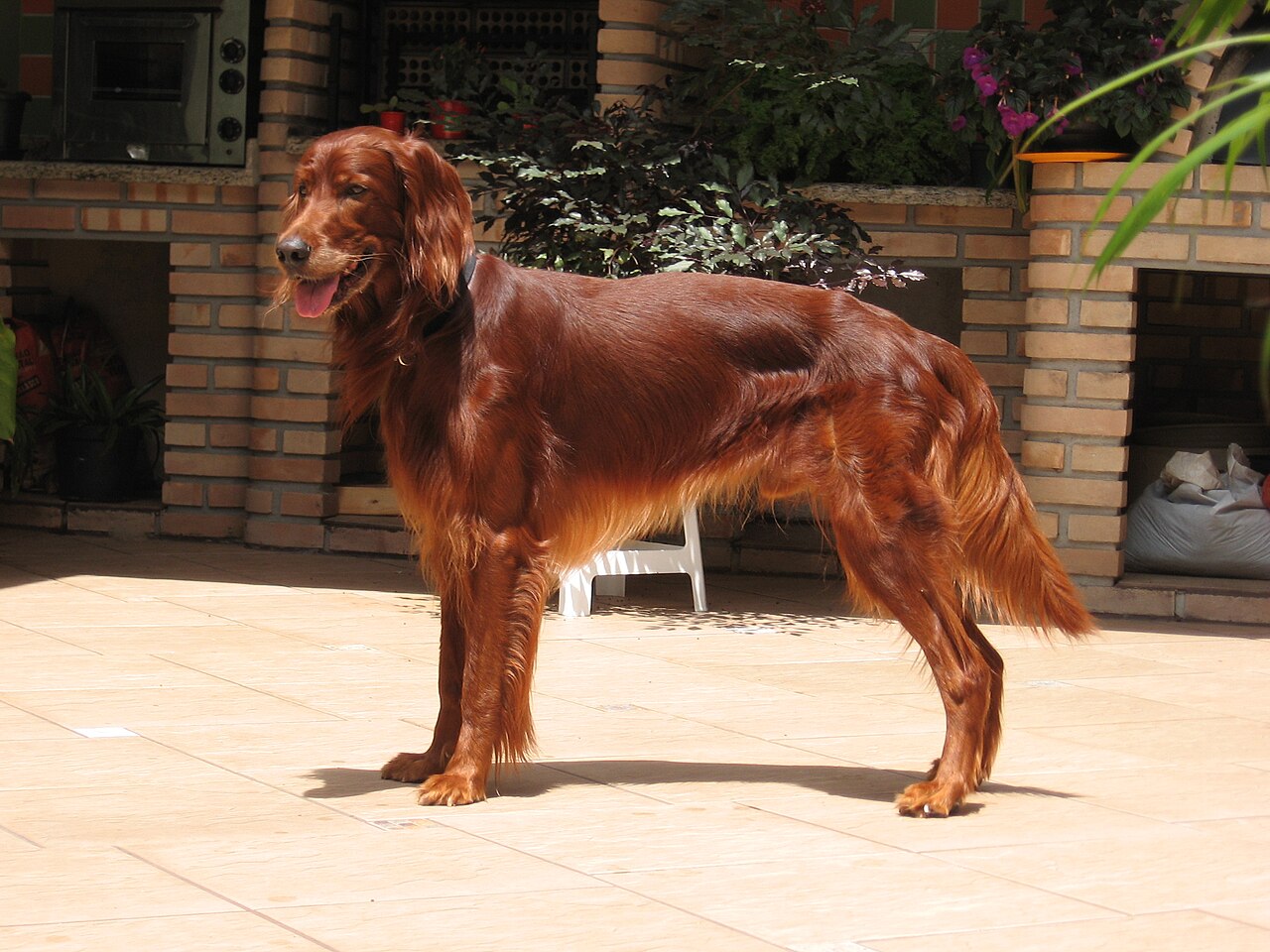A real Irish Setter outdoors