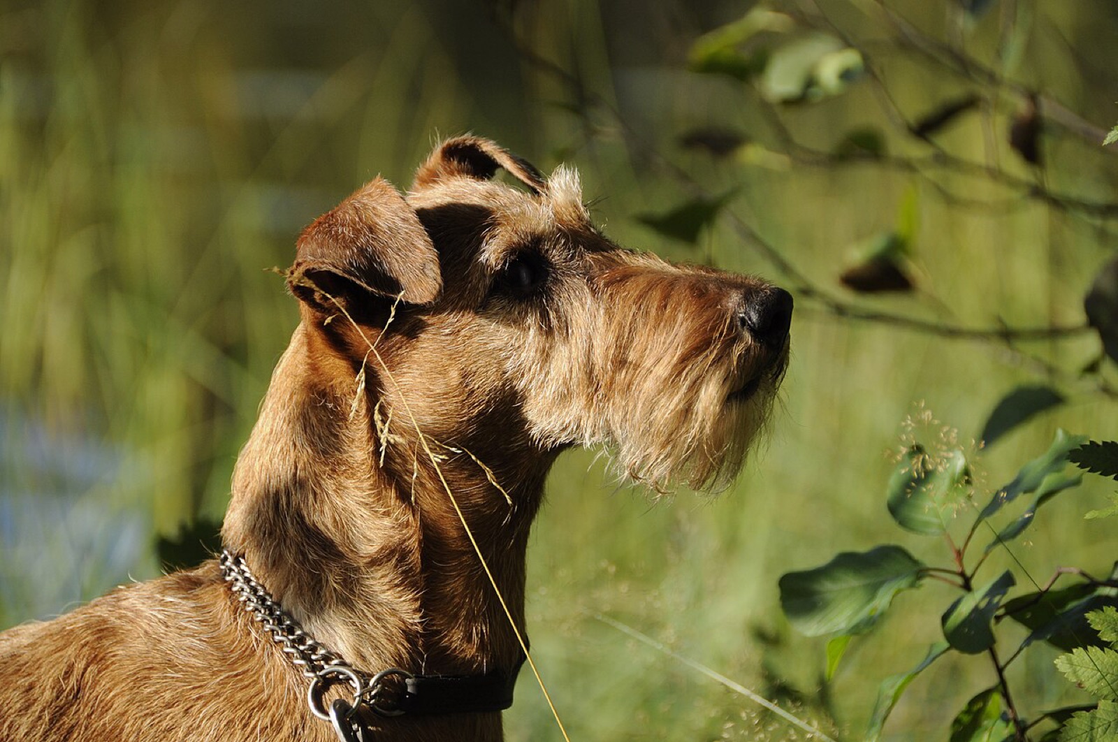 A real Irish Terrier outdoors