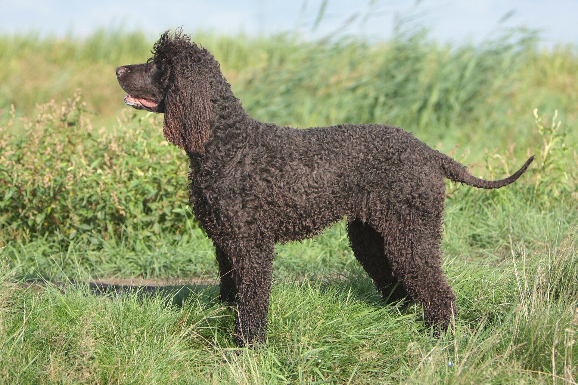 A real Irish Water Spaniel