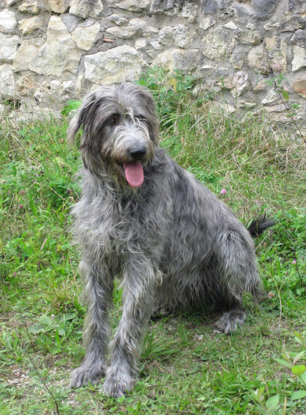 A real Irish Wolfhound
