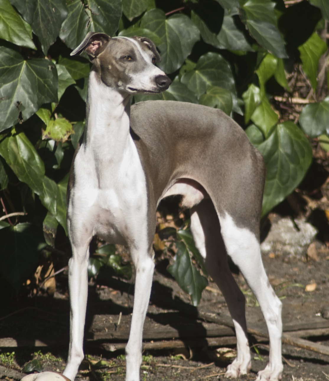 A real Italian Greyhound