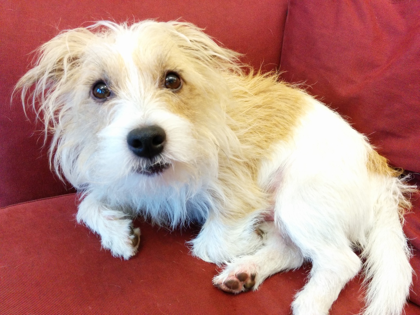 A real Jack Russell Terrier