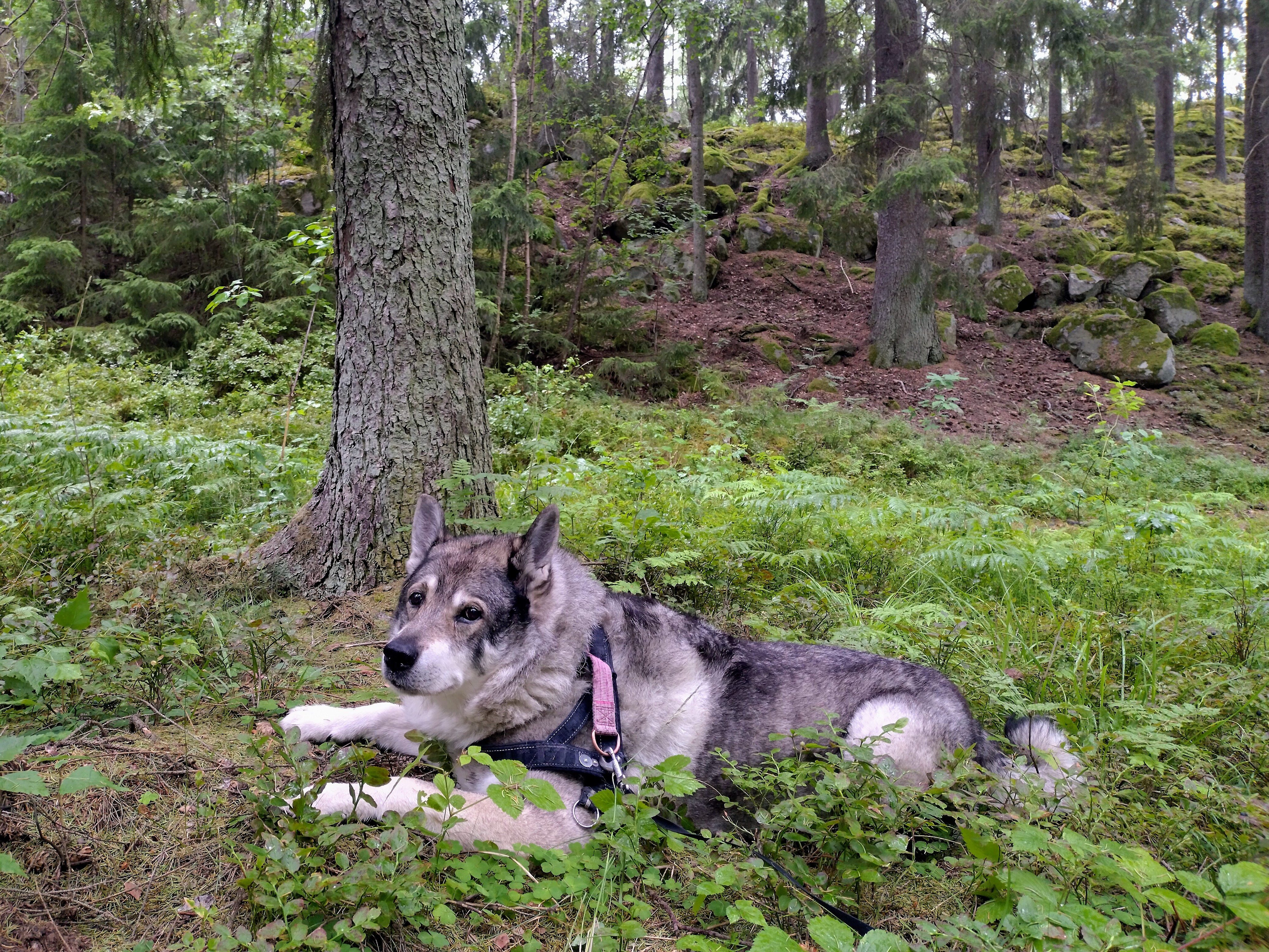 A real Jämthund standing in woodland