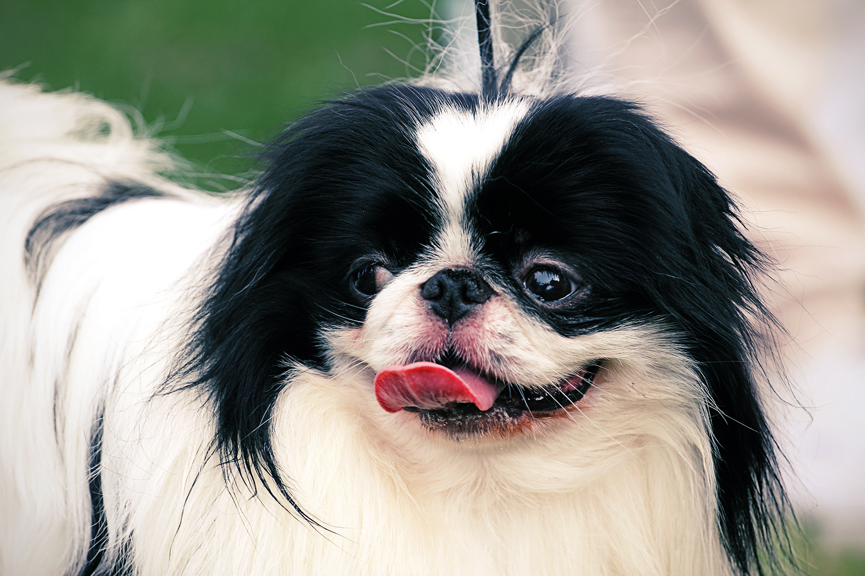 A real Japanese Chin