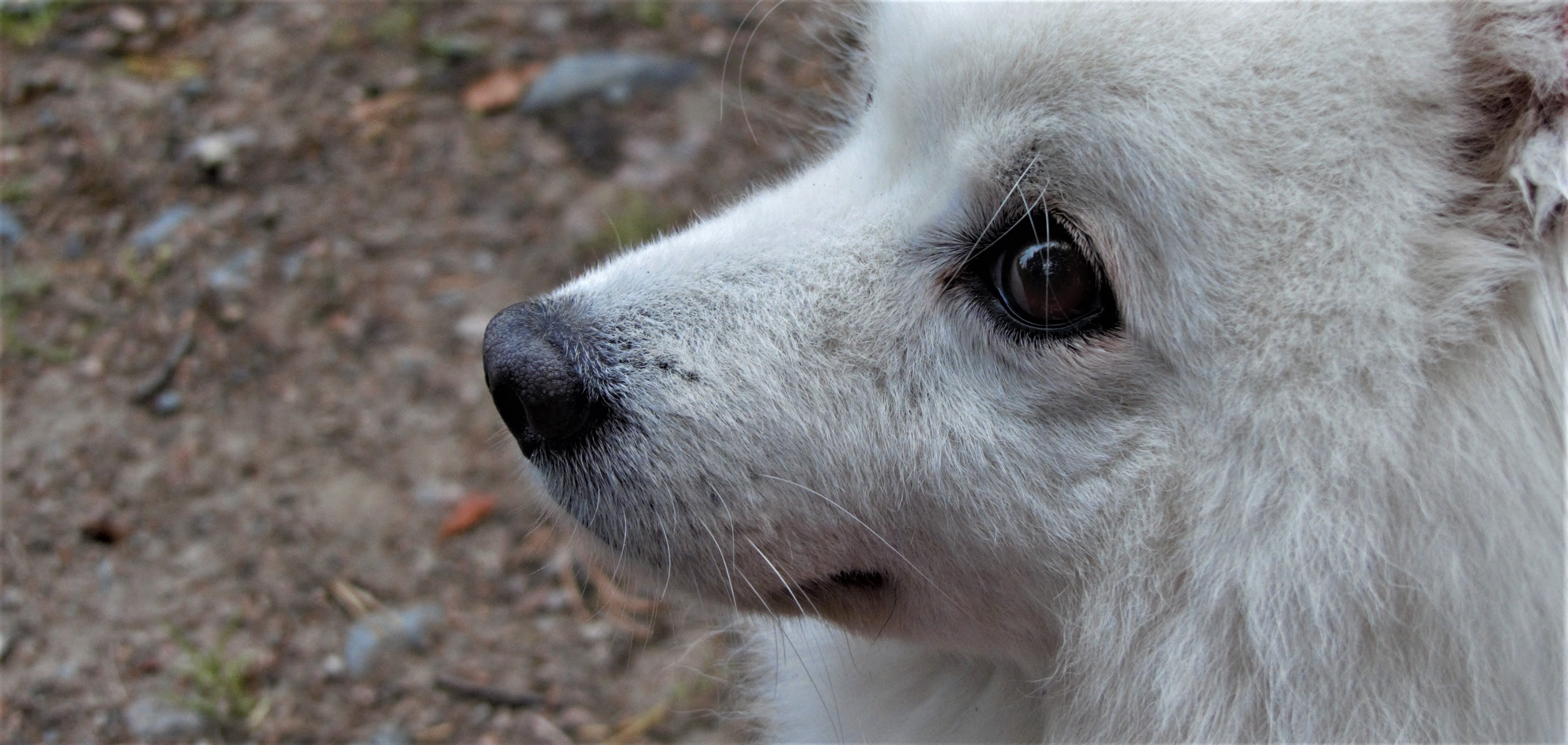 A real white Japanese Spitz