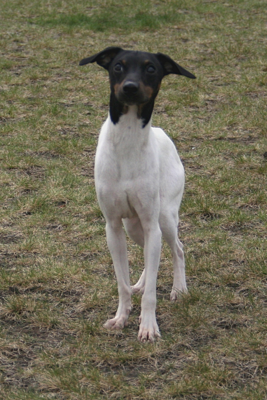 A real Japanese Terrier standing outdoors