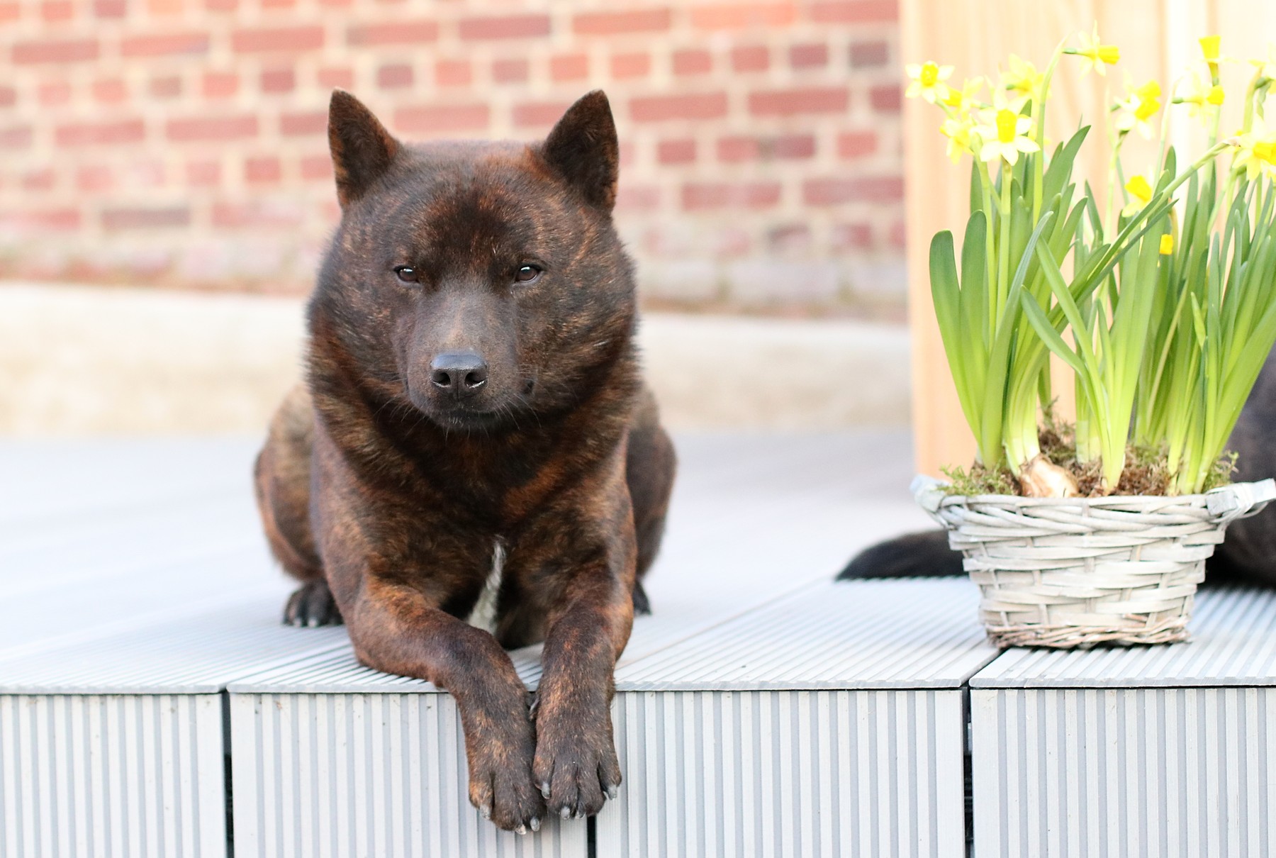 A real brindle Kai Ken