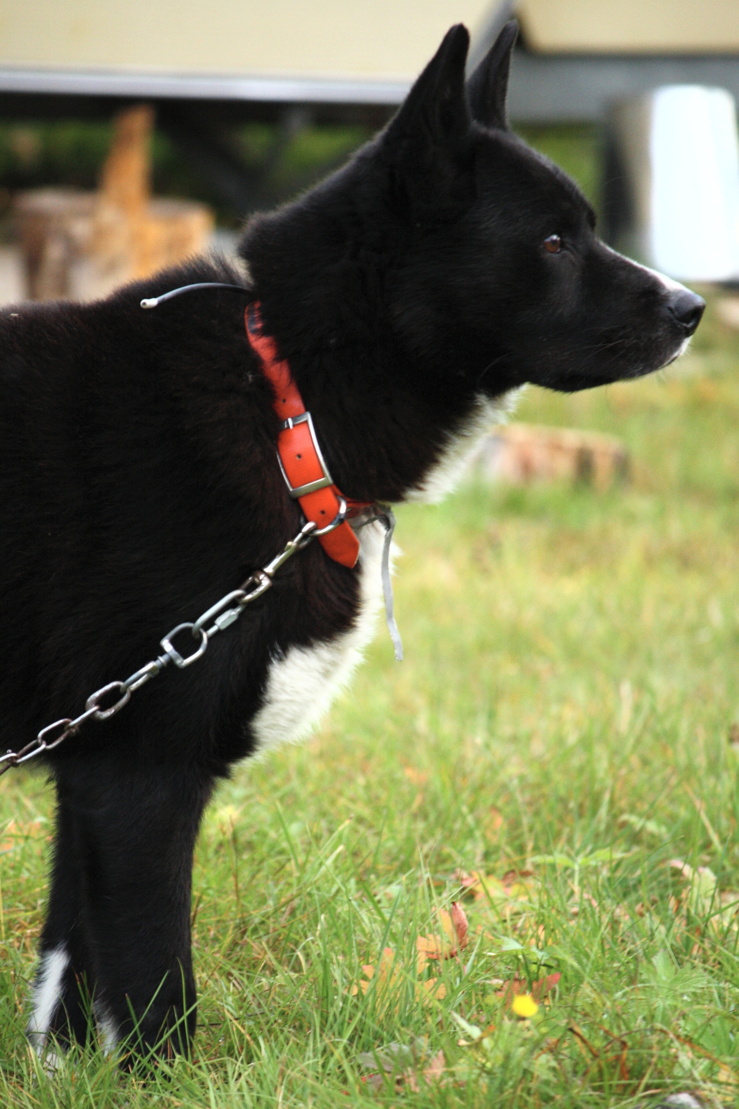 A real Karelian Bear Dog standing in profile