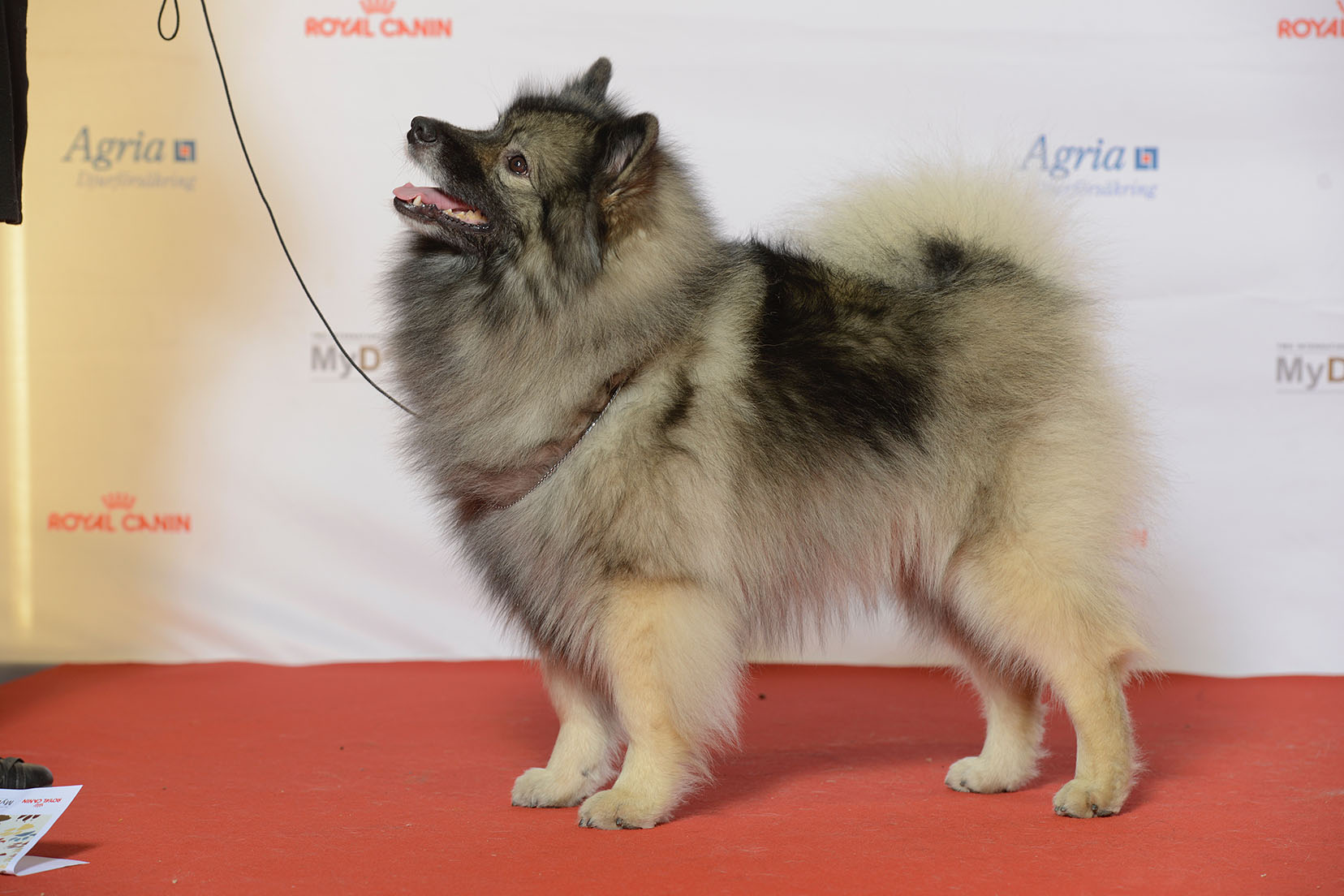 A real Keeshond