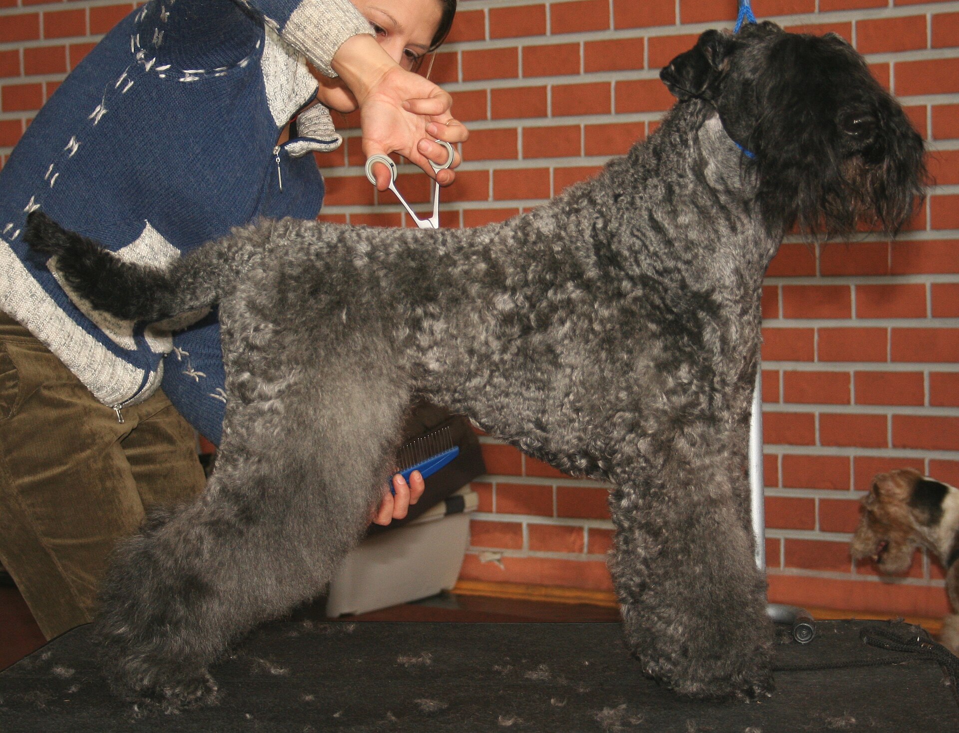 A real Kerry Blue Terrier