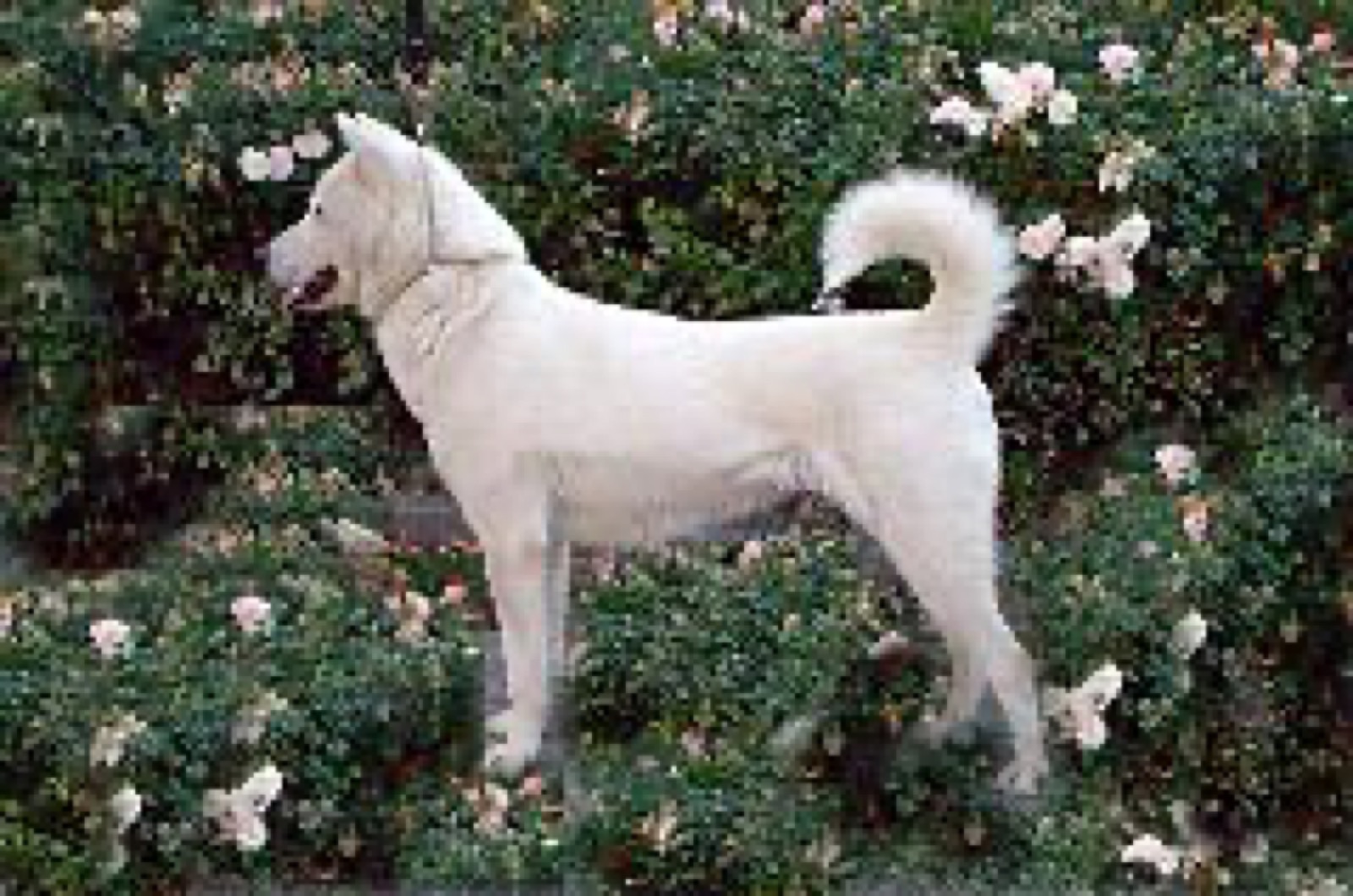 A real white Kishu standing outdoors