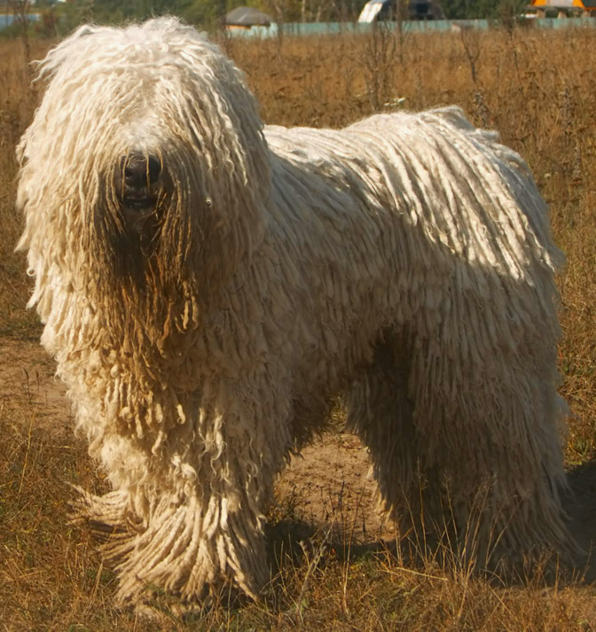 A real Komondor