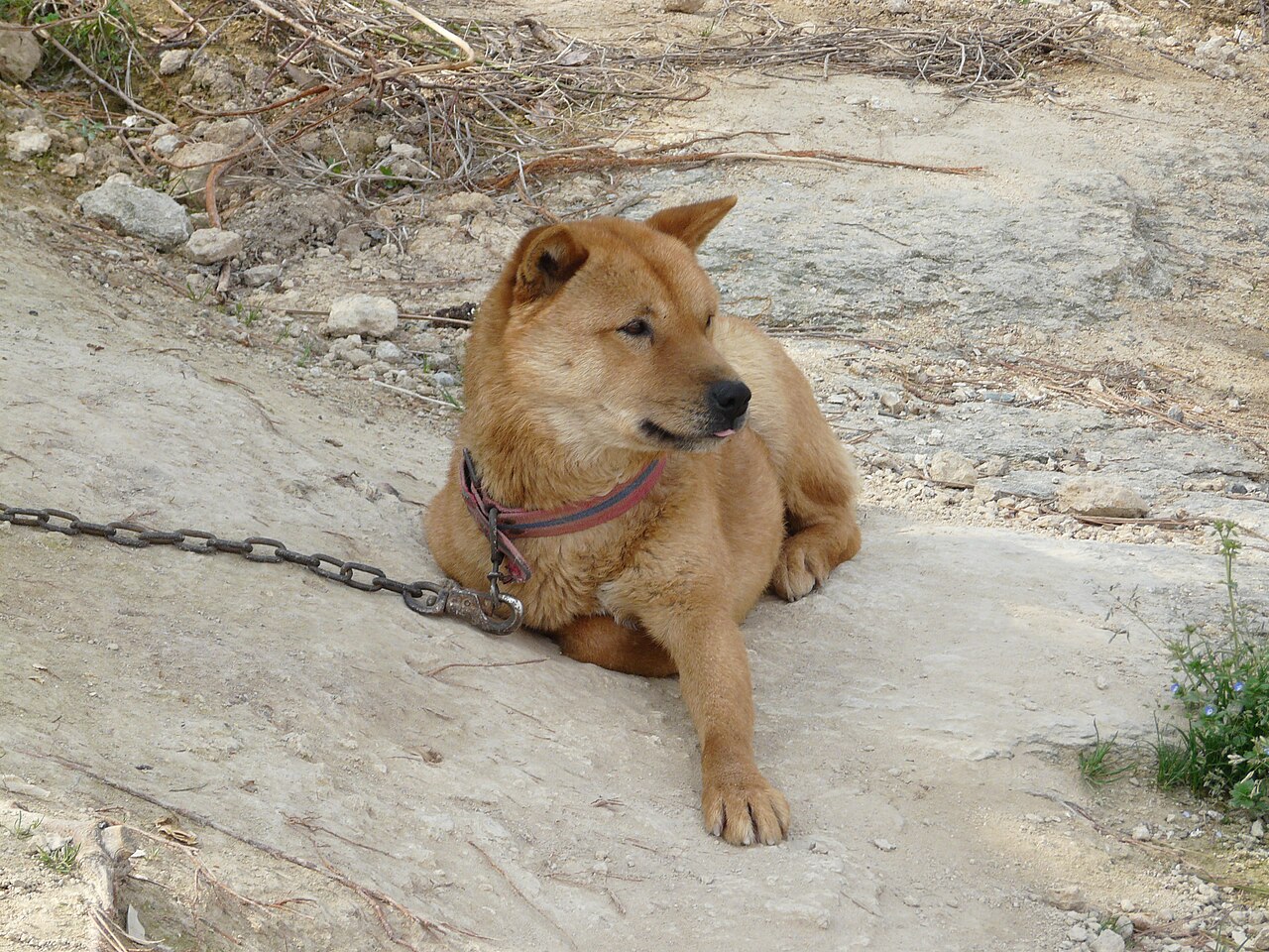 A real Korean Jindo Dog