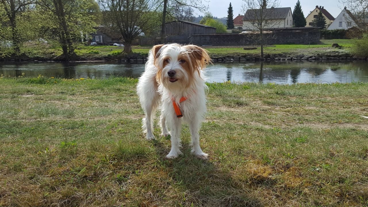 A real white-and-tan Kromfohrländer standing outdoors