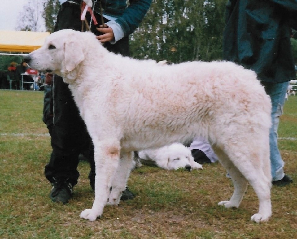 A real Kuvasz