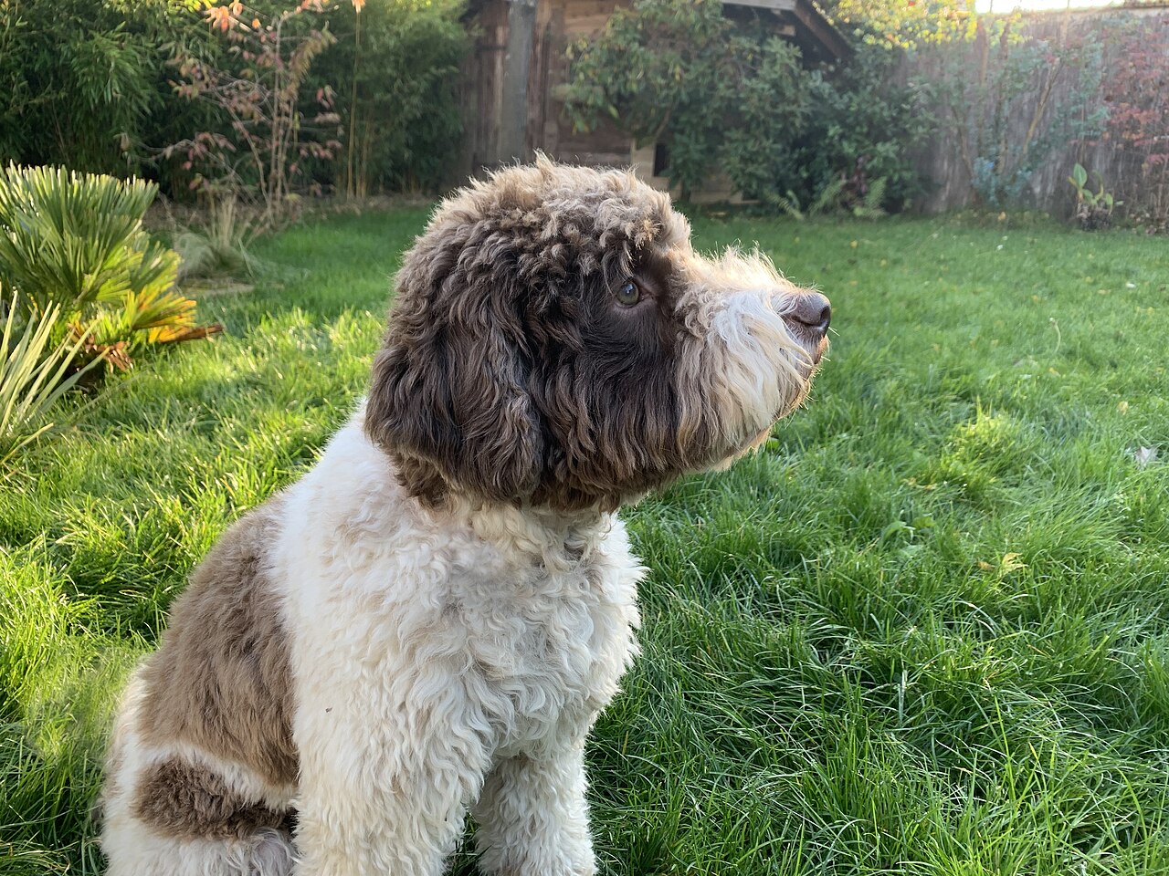 A real Lagotto Romagnolo