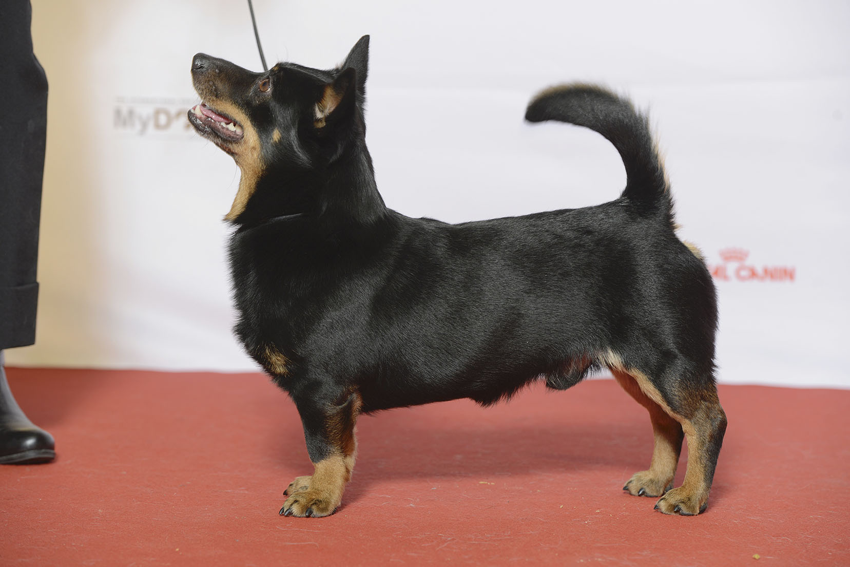 A real Lancashire Heeler at a dog show