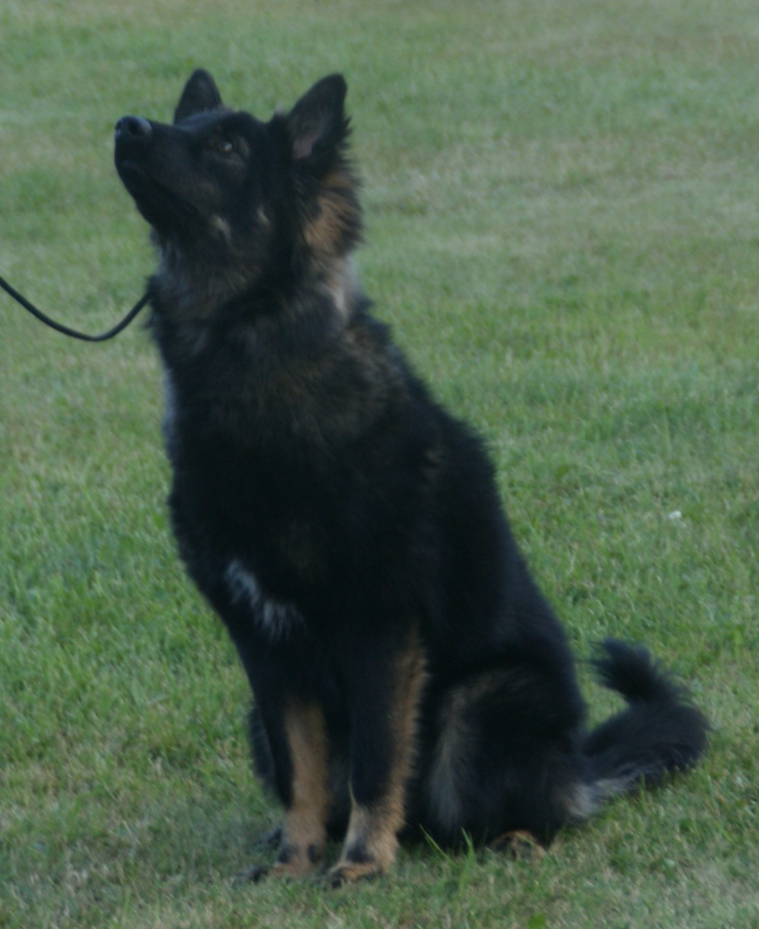 A real black-and-tan Lapponian Herder