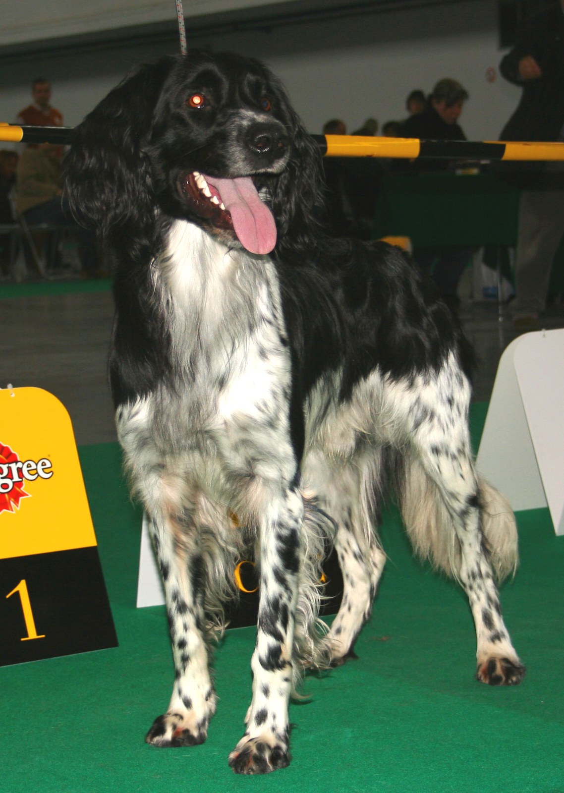 A black-and-white Large Münsterländer standing at a dog show