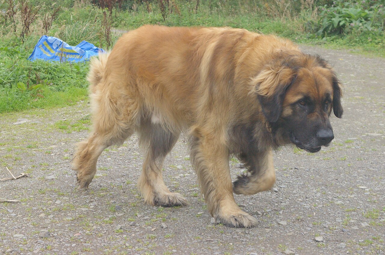 A real Leonberger