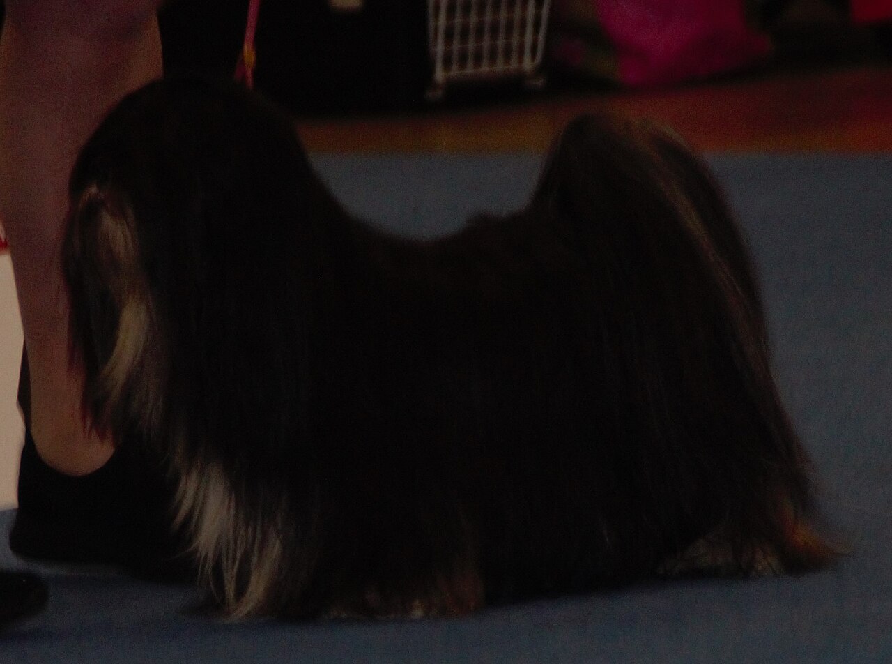 A real Lhasa Apso