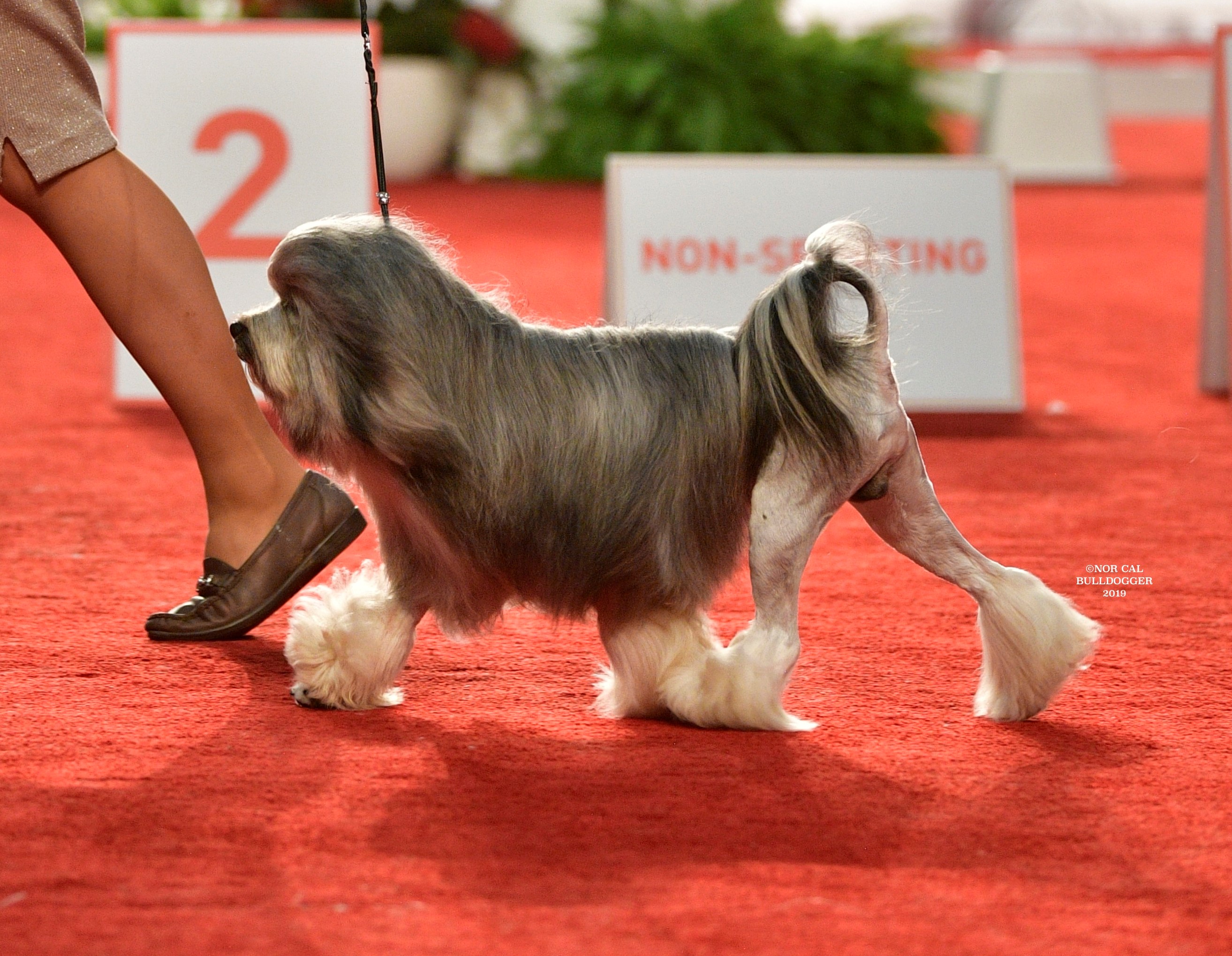A real adult Löwchen standing at a dog show