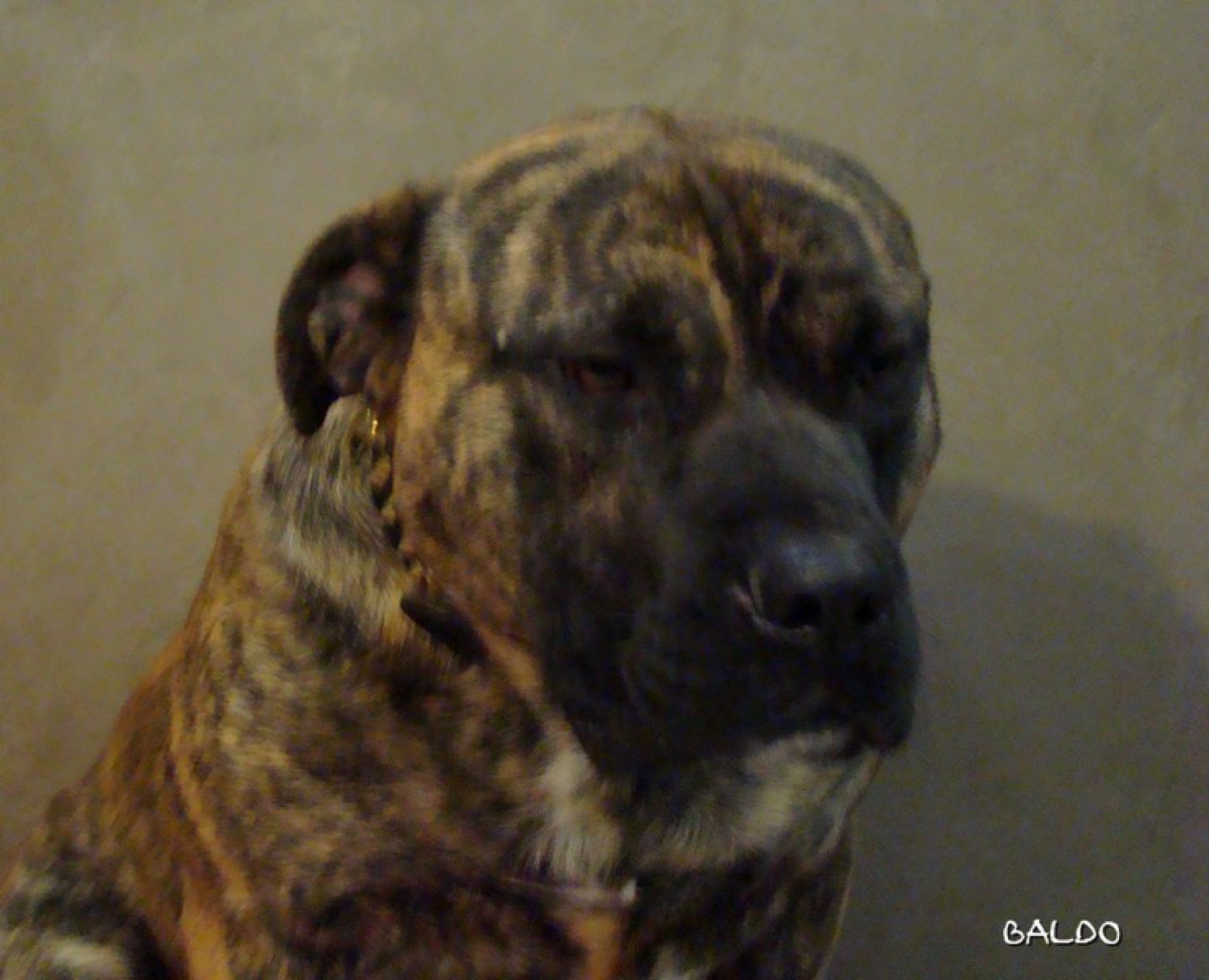 A real Majorca Mastiff outdoors