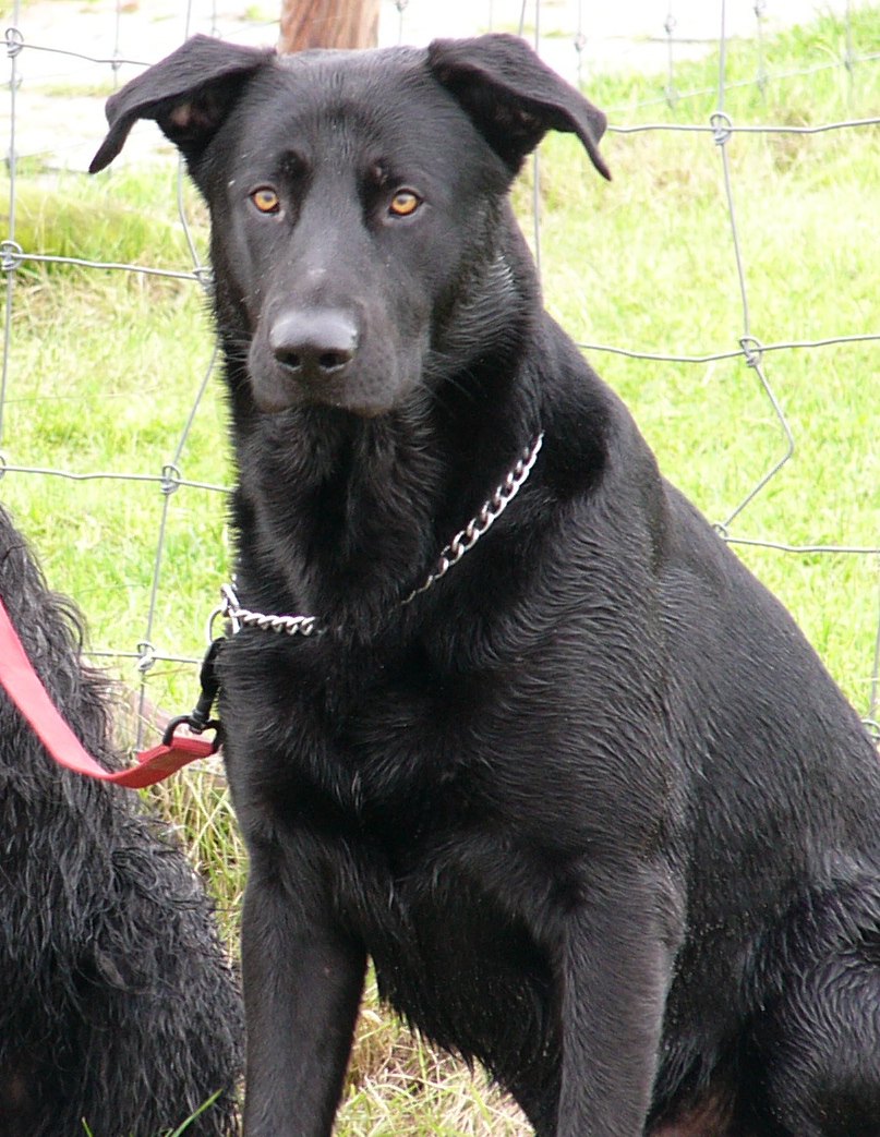 A real black Majorca Shepherd Dog standing outdoors