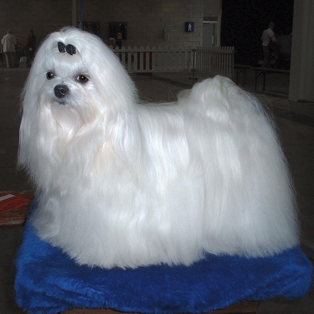 A real Maltese