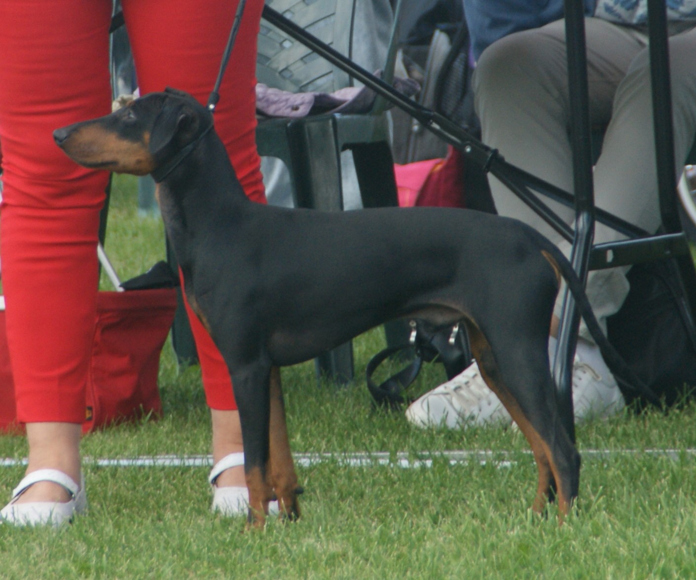 A real Manchester Terrier