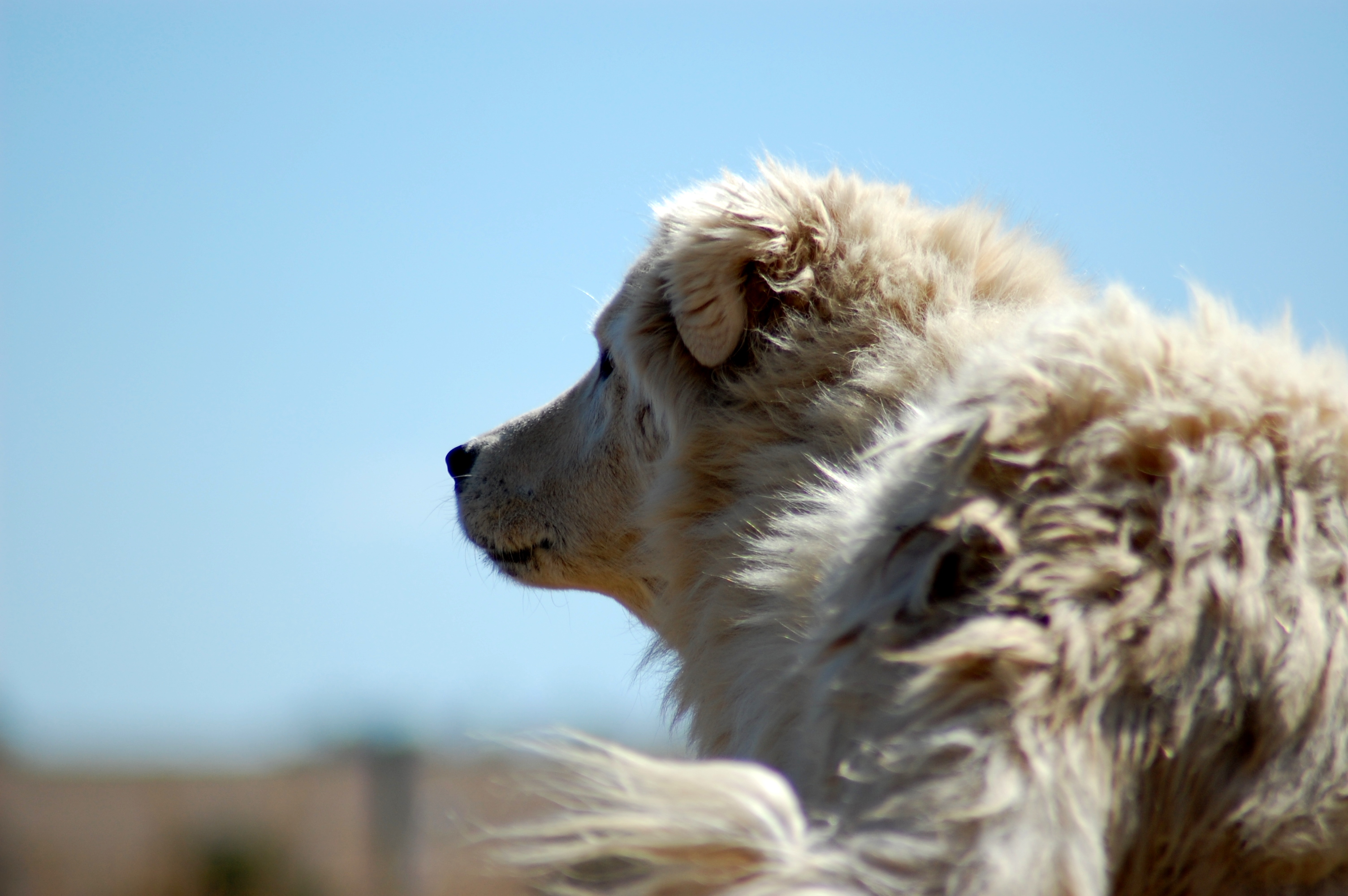 A real white Maremma Sheepdog outdoors