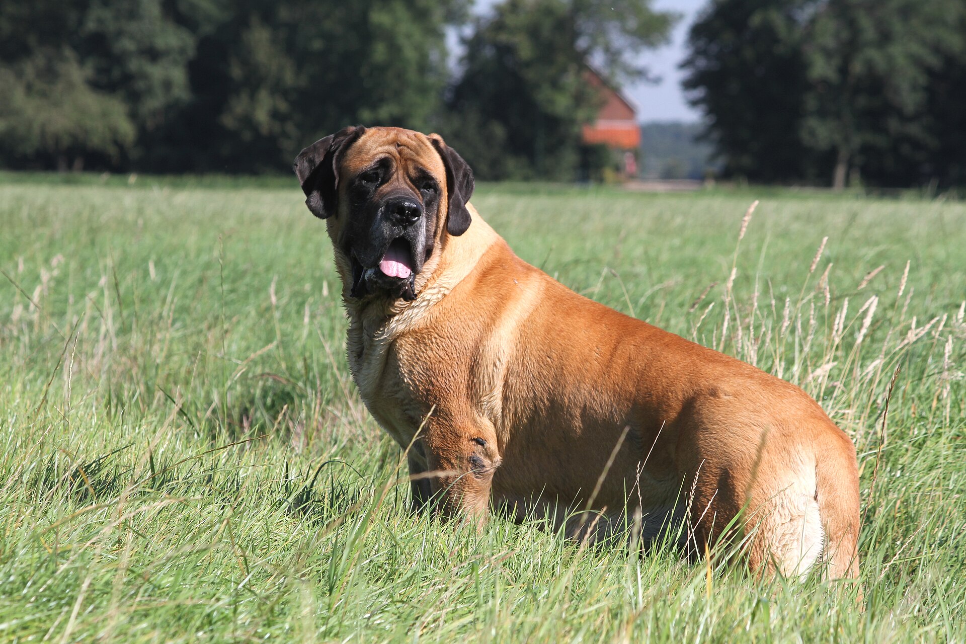 A real Mastiff
