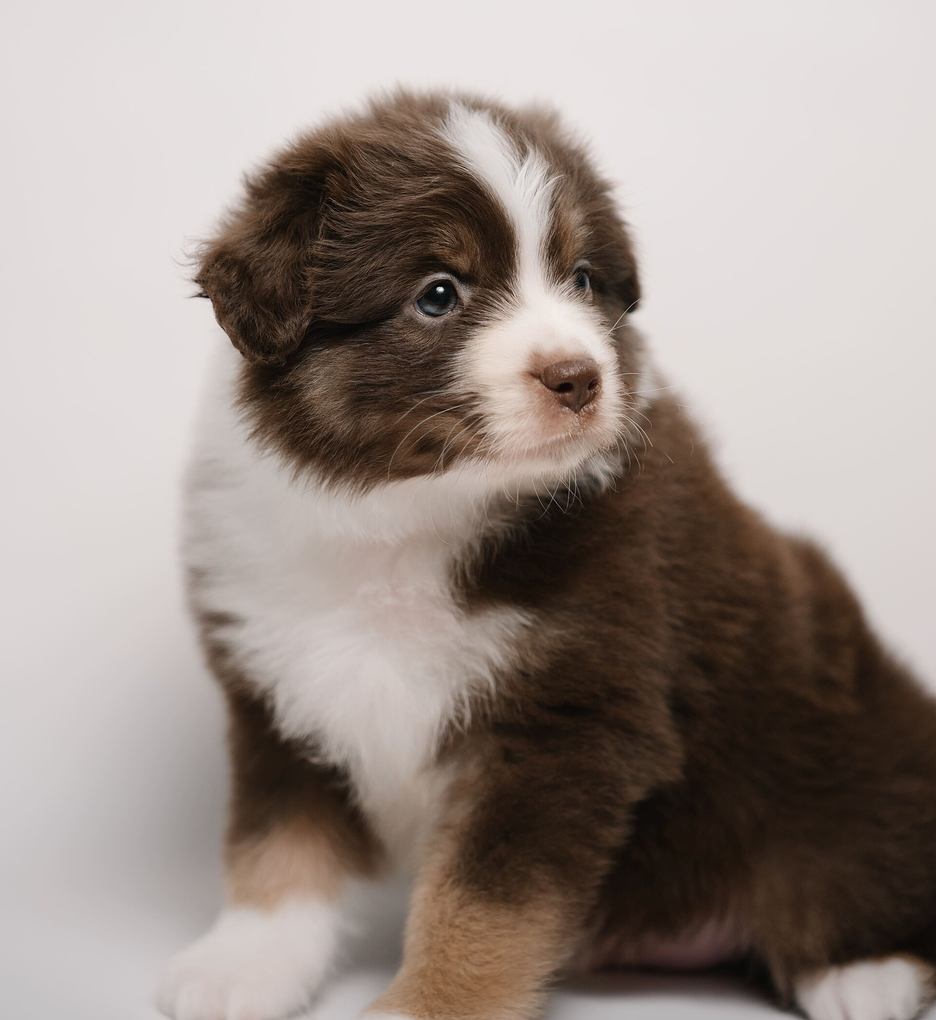 A real Miniature American Shepherd puppy