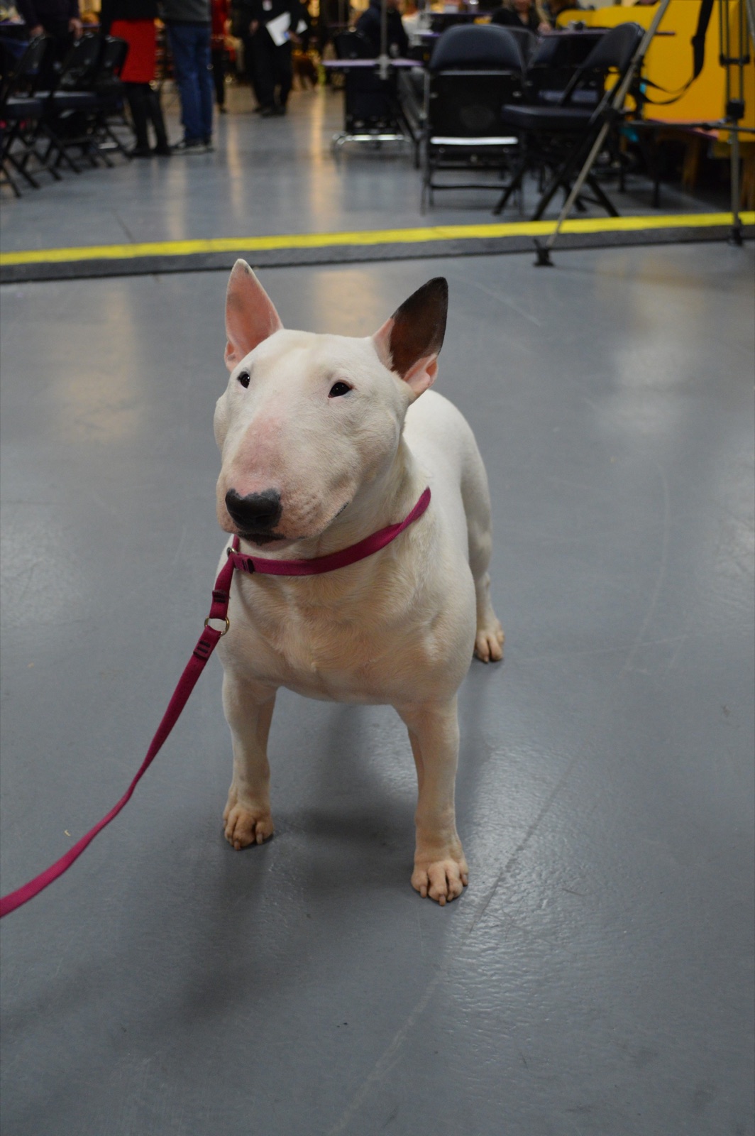 A real Miniature Bull Terrier at a dog show