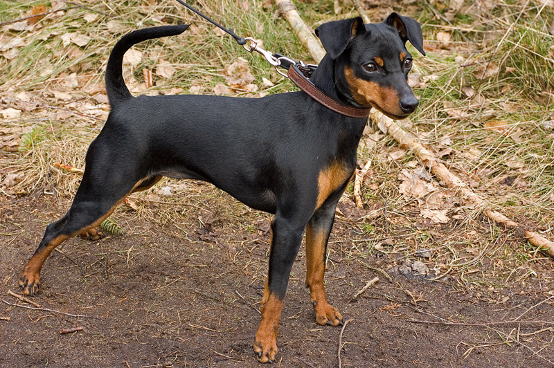 A real Miniature Pinscher