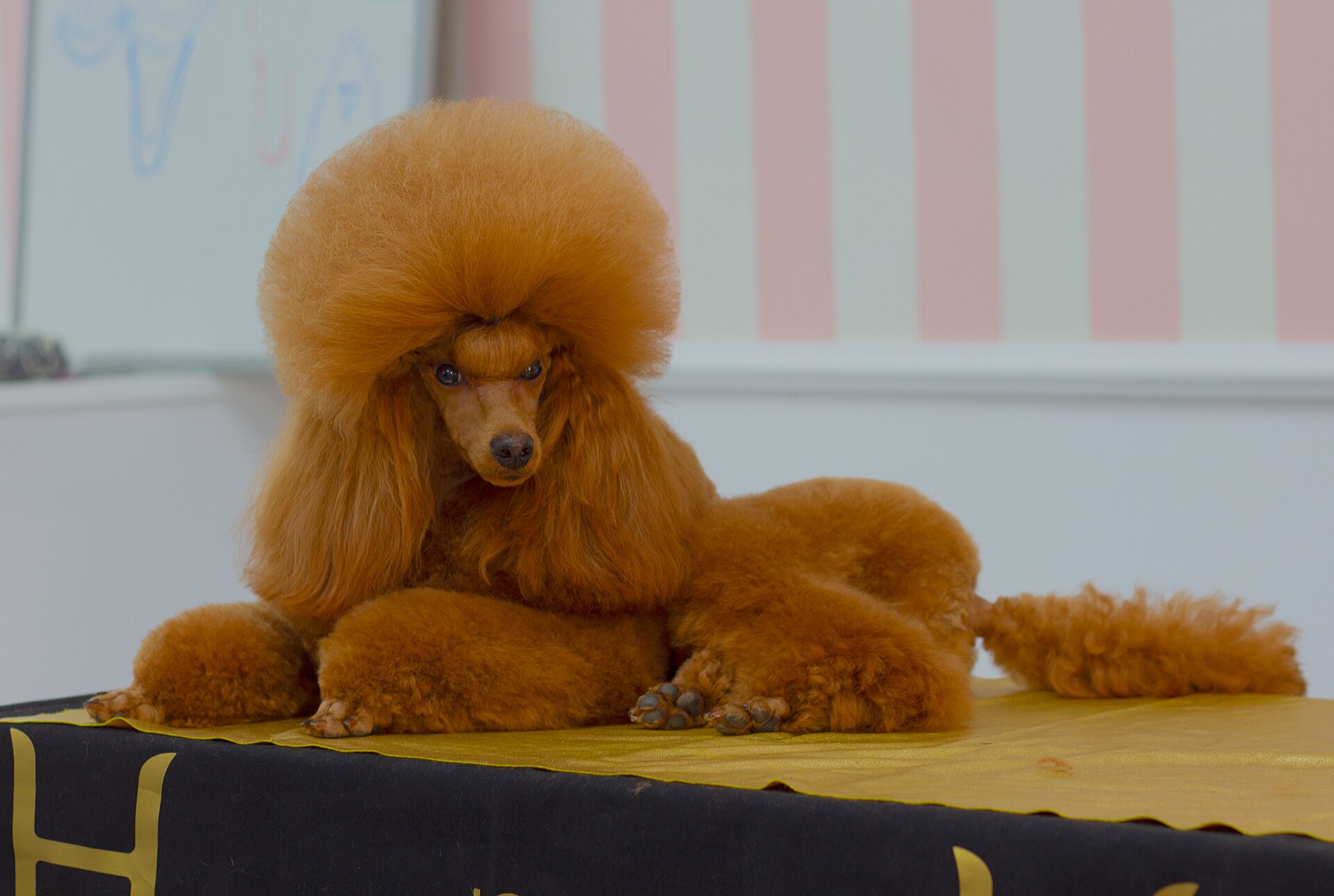 A real Miniature Poodle