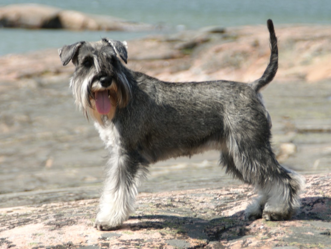 A real Miniature Schnauzer