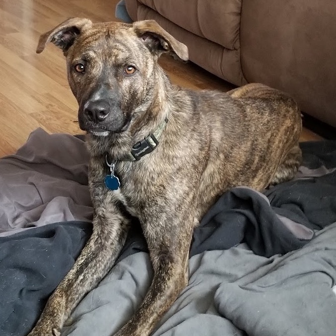 A real brindle Mountain Cur