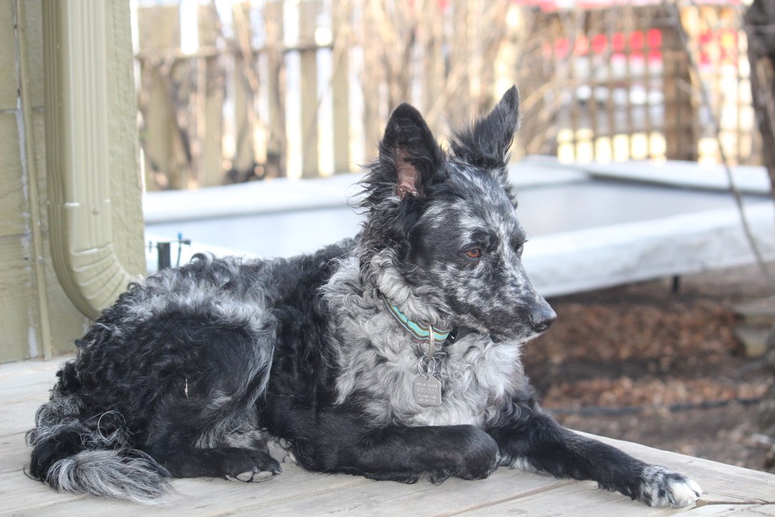 A blue merle Mudi resting outdoors