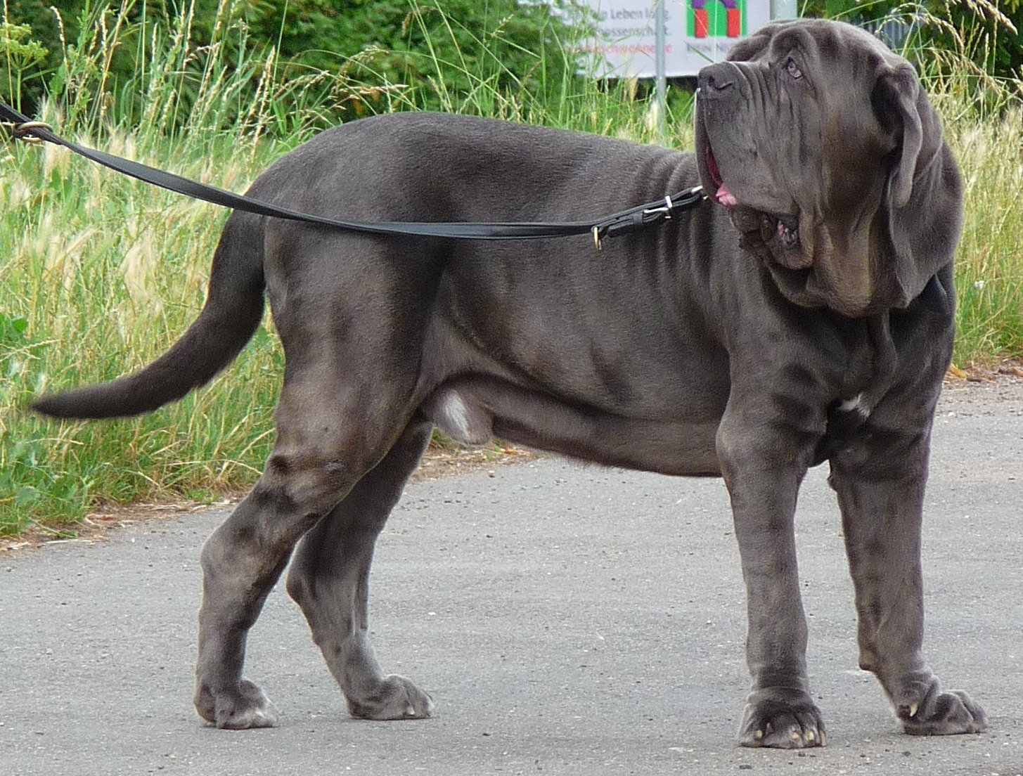 A real Neapolitan Mastiff
