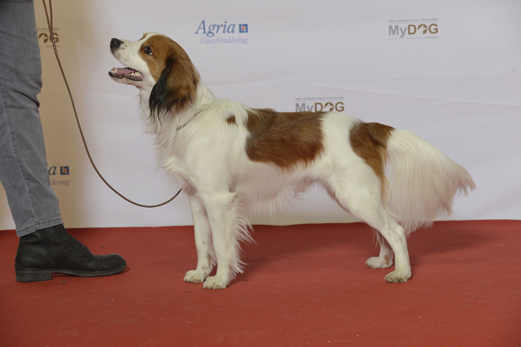A real Nederlandse Kooikerhondje at a dog show
