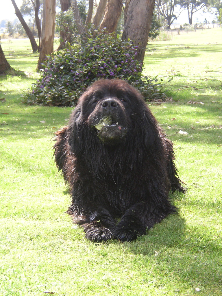 A real Newfoundland dog