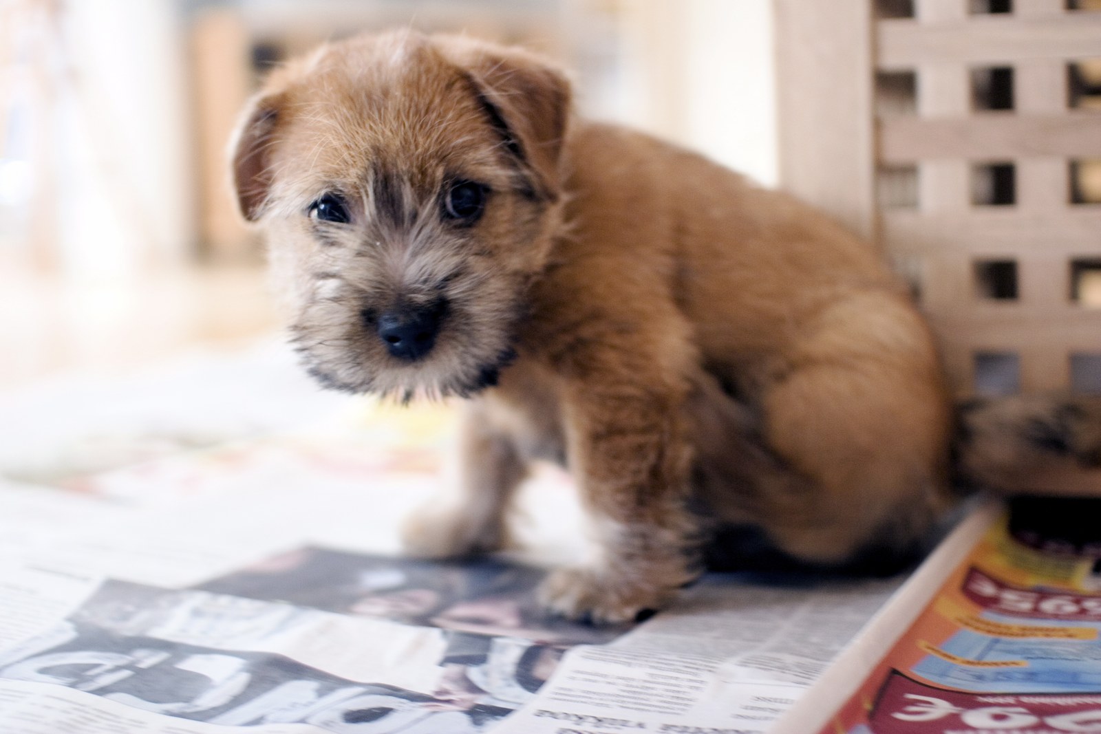 A young Norfolk Terrier standing indoors