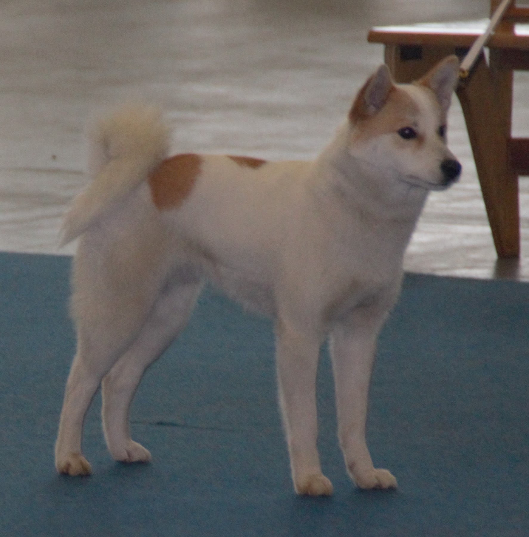 A real Norrbottenspets standing at a show