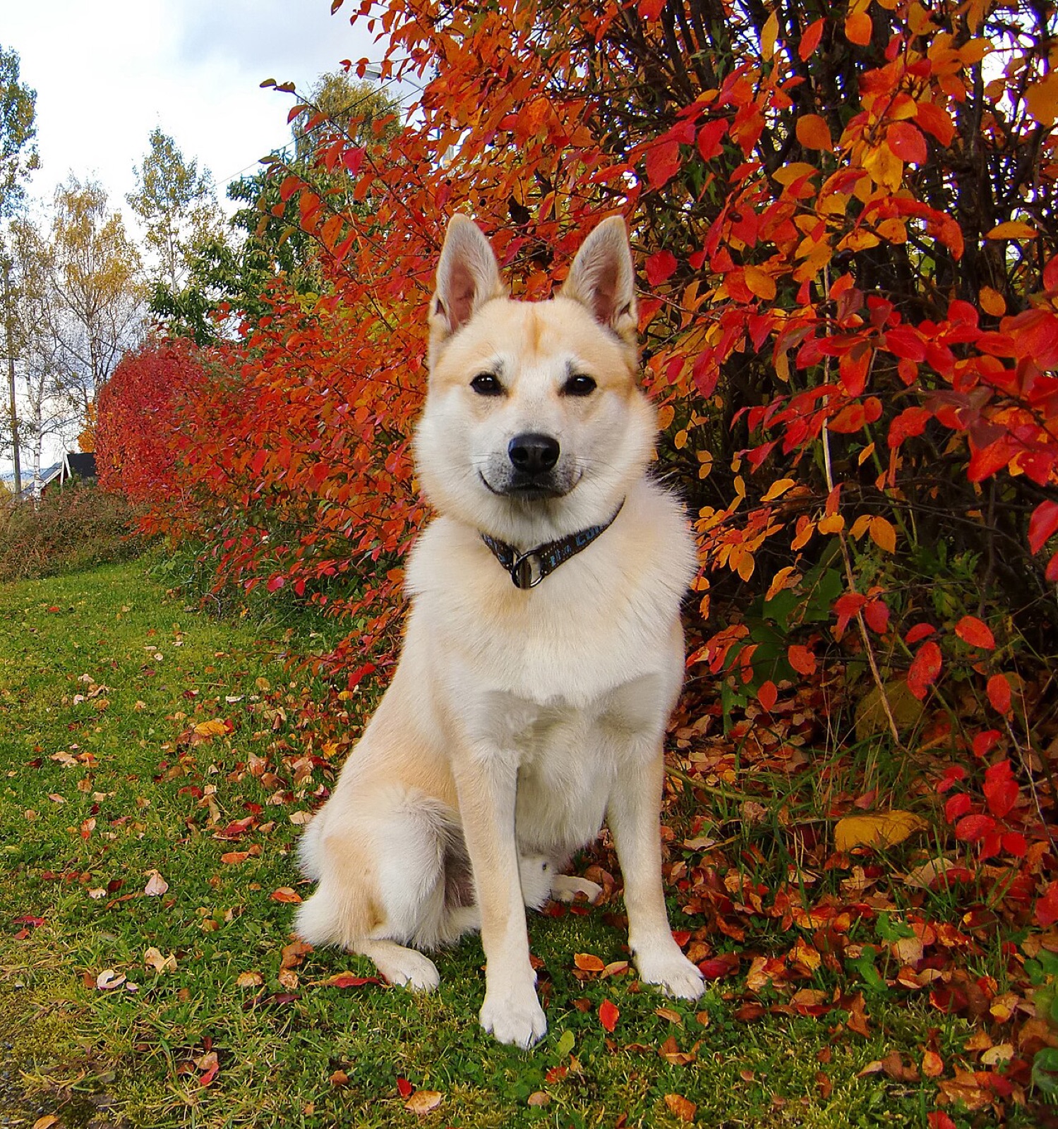 A real Norwegian Buhund