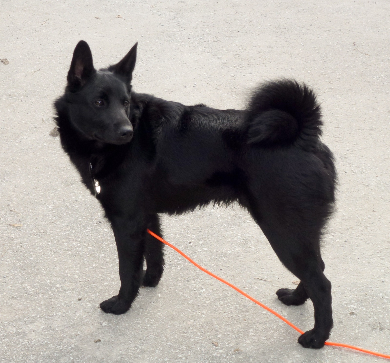 A real Norwegian Elkhound Black standing outdoors