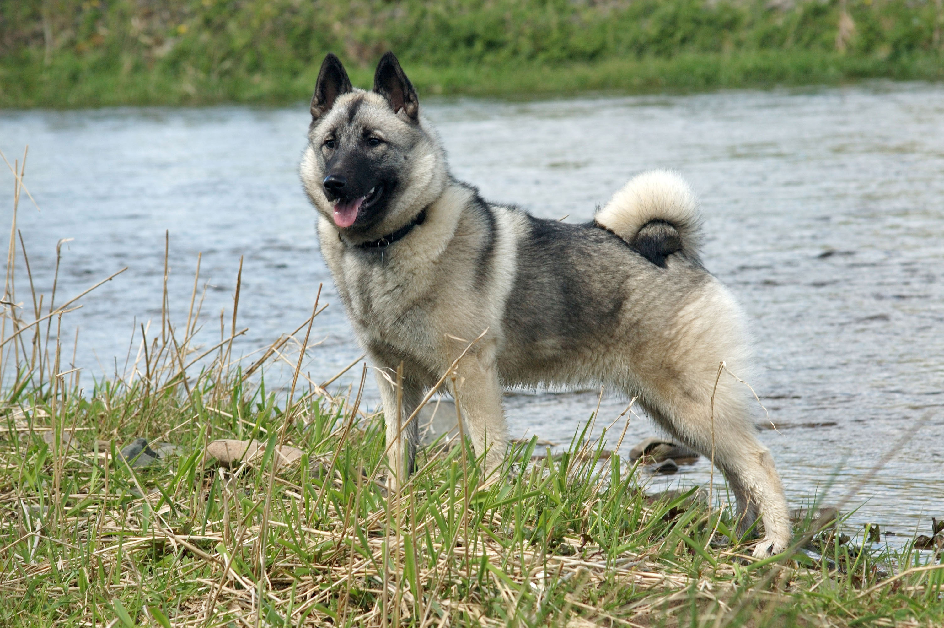 A real Norwegian Elkhound