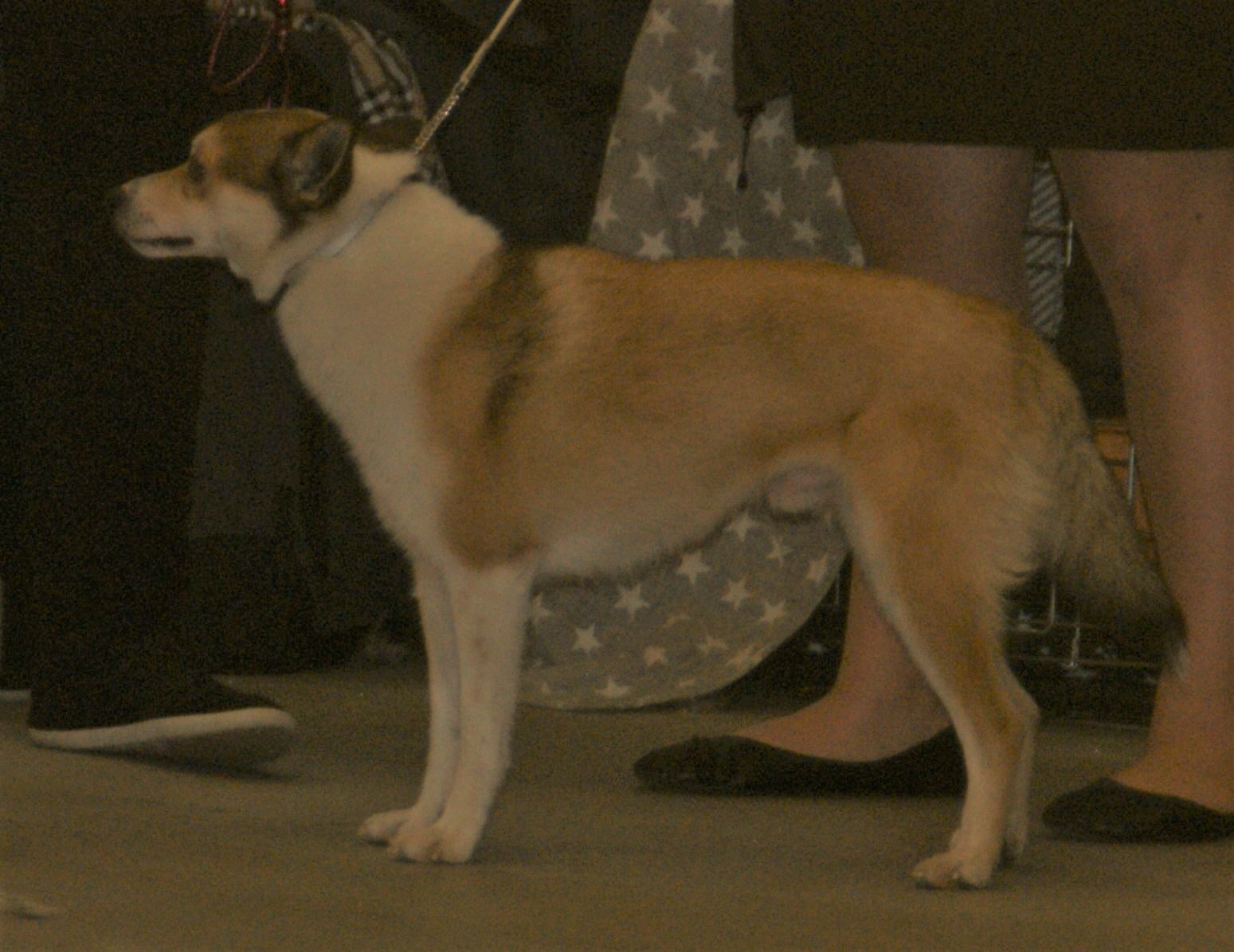 A real red sable Norwegian Lundehund