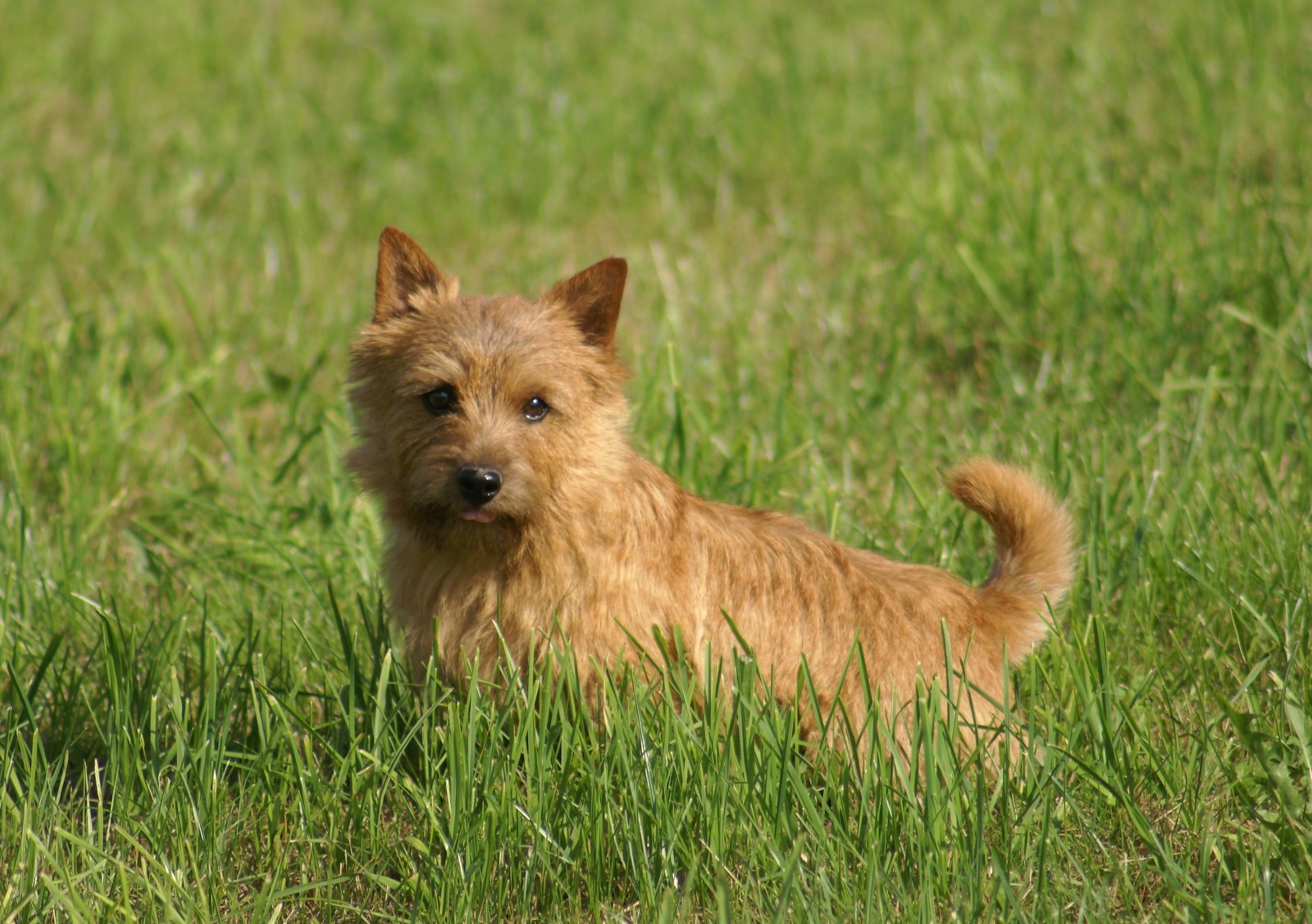 A red Norwich Terrier standing in tall grass